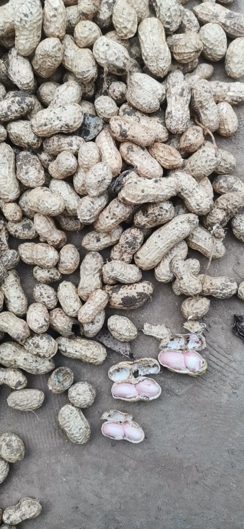 大白沙小白沙，鲁花湿花生水洗，电商商超手选果带壳批发商，