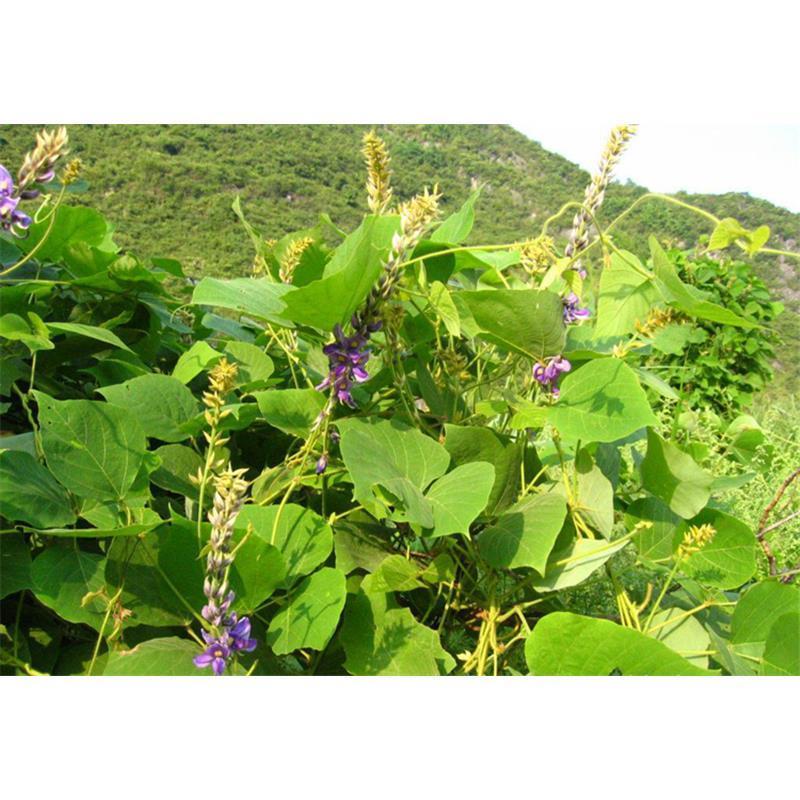 葛藤种子，护坡种籽百花银背藤野葛根边坡绿化藤本植物