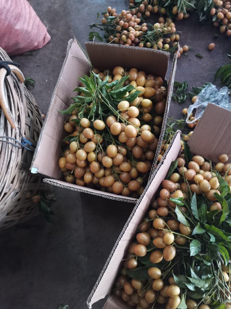 广东黄皮