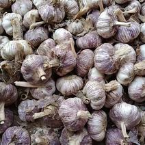 聊城大蒜，紫红皮大蒜基地大量现货供应，对接全国客商