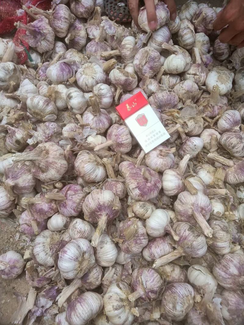 聊城大蒜，紫红皮大蒜基地大量现货供应，对接全国客商