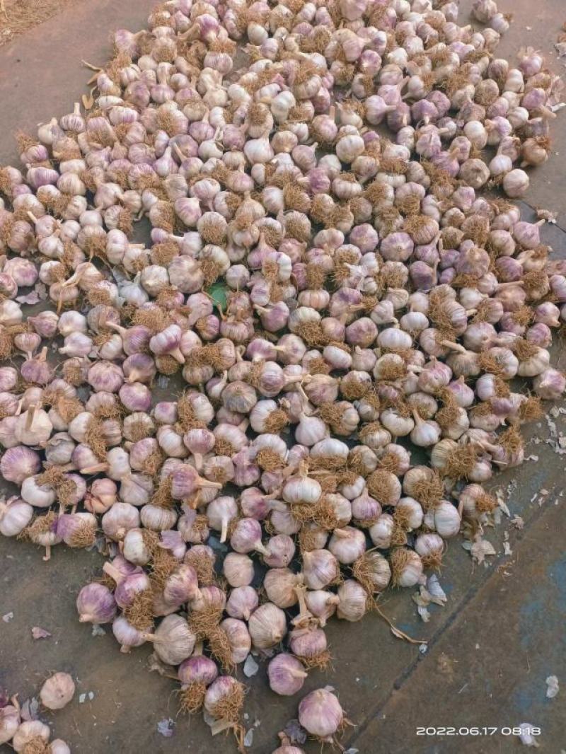 聊城大蒜，紫红皮大蒜基地大量现货供应，对接全国客商