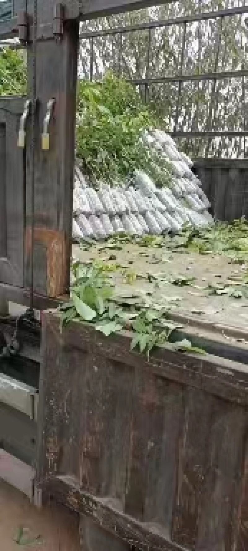 妃子笑荔枝苗自产苗土球苗成活率高质量保证批发价