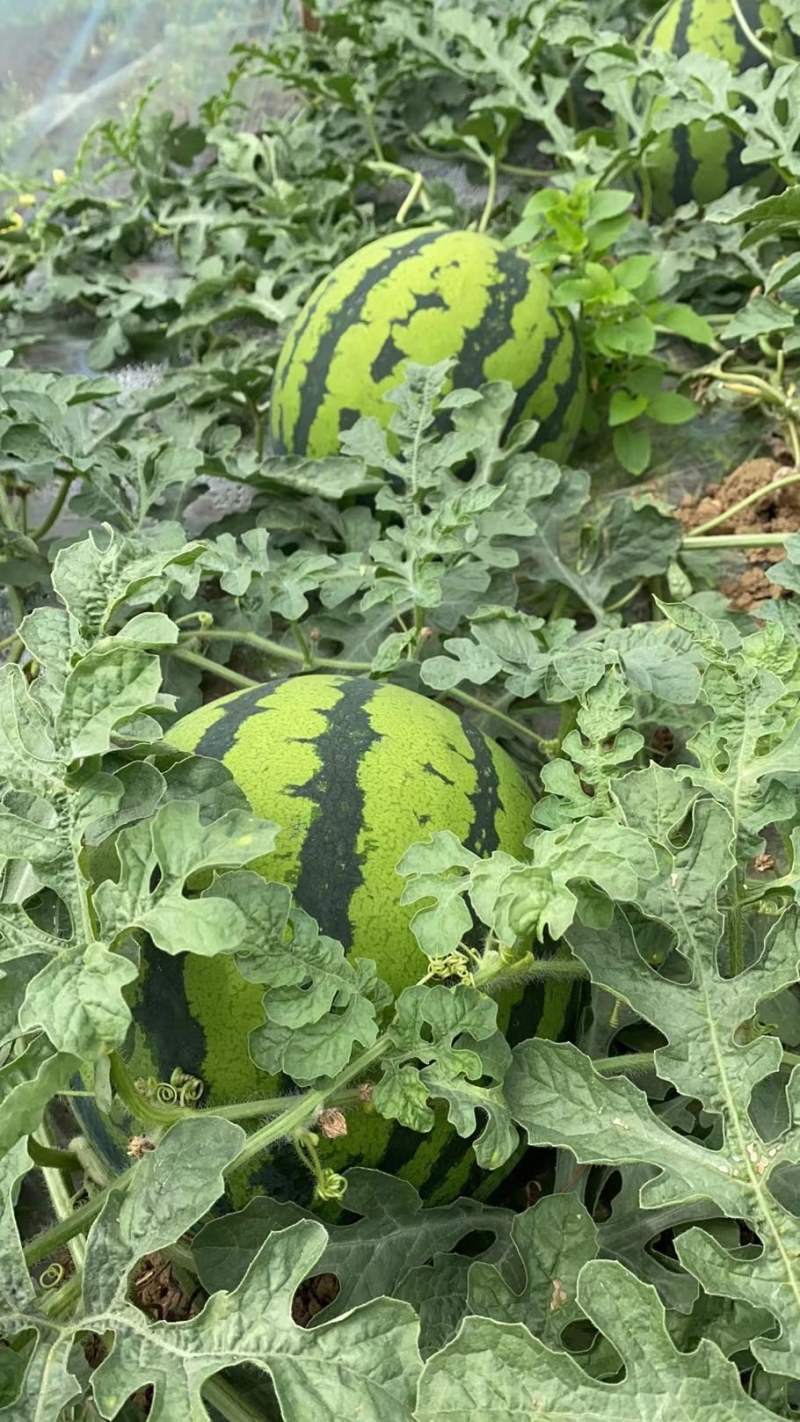 直播美都头茬瓜