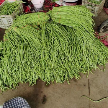长豆角大量现货
