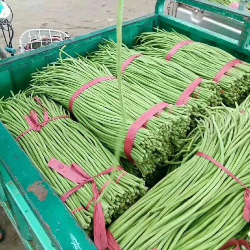 长豆角大量现货