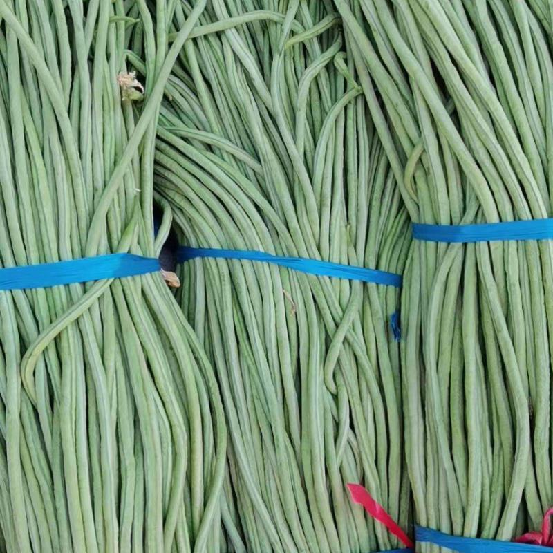 长豆角大量现货