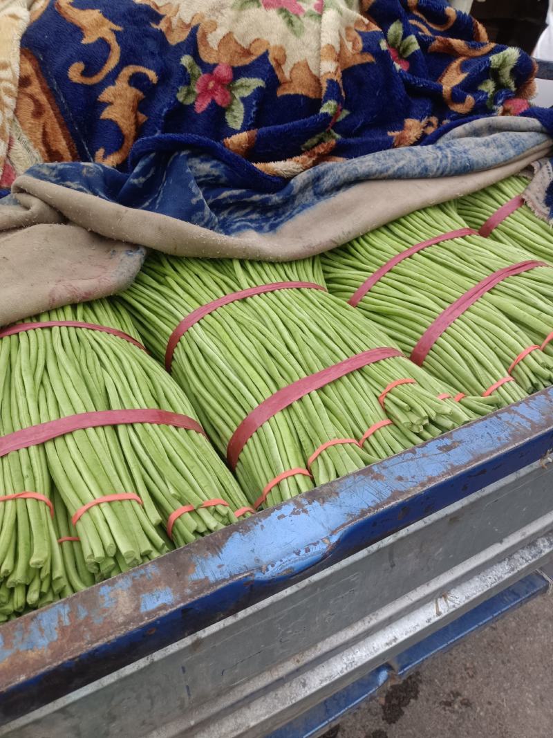 长豆角大量现货