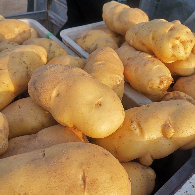 【精选】山东聊城市土豆大量上市，黄皮黄肉规格齐全！
