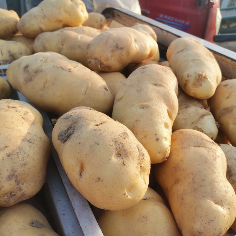 【精选】山东聊城市土豆大量上市，黄皮黄肉规格齐全！