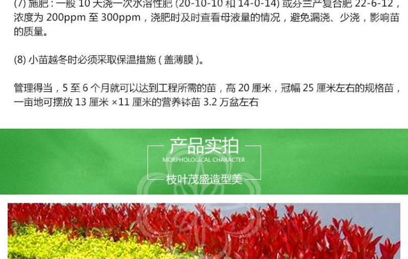 金森女贞杯苗批发工程路边绿化苗四季常青