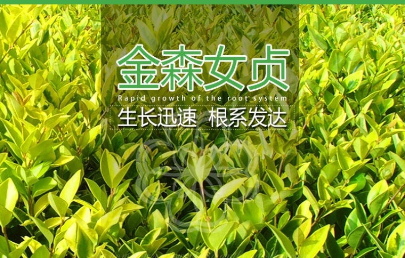 金森女贞杯苗批发工程路边绿化苗四季常青