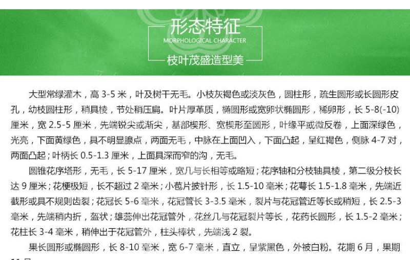 金森女贞杯苗批发工程路边绿化苗四季常青
