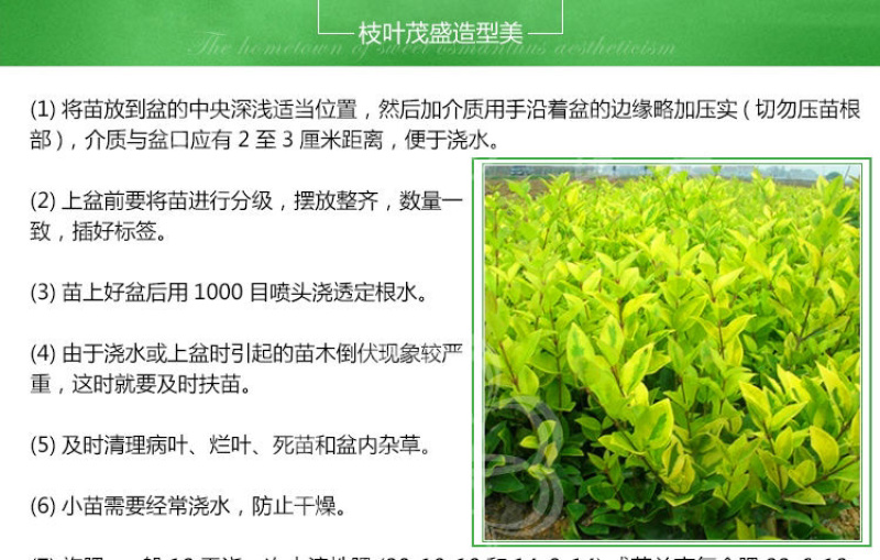 金森女贞杯苗批发工程路边绿化苗四季常青
