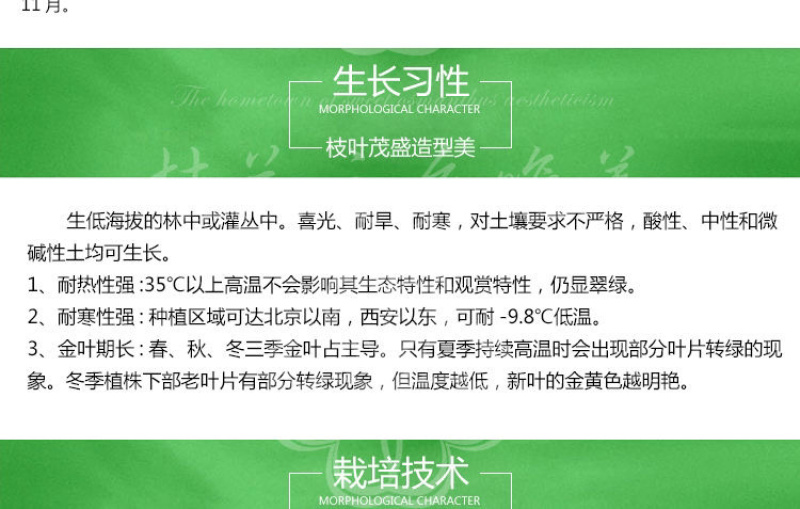 金森女贞杯苗批发工程路边绿化苗四季常青