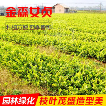 金森女贞杯苗批发工程路边绿化苗四季常青