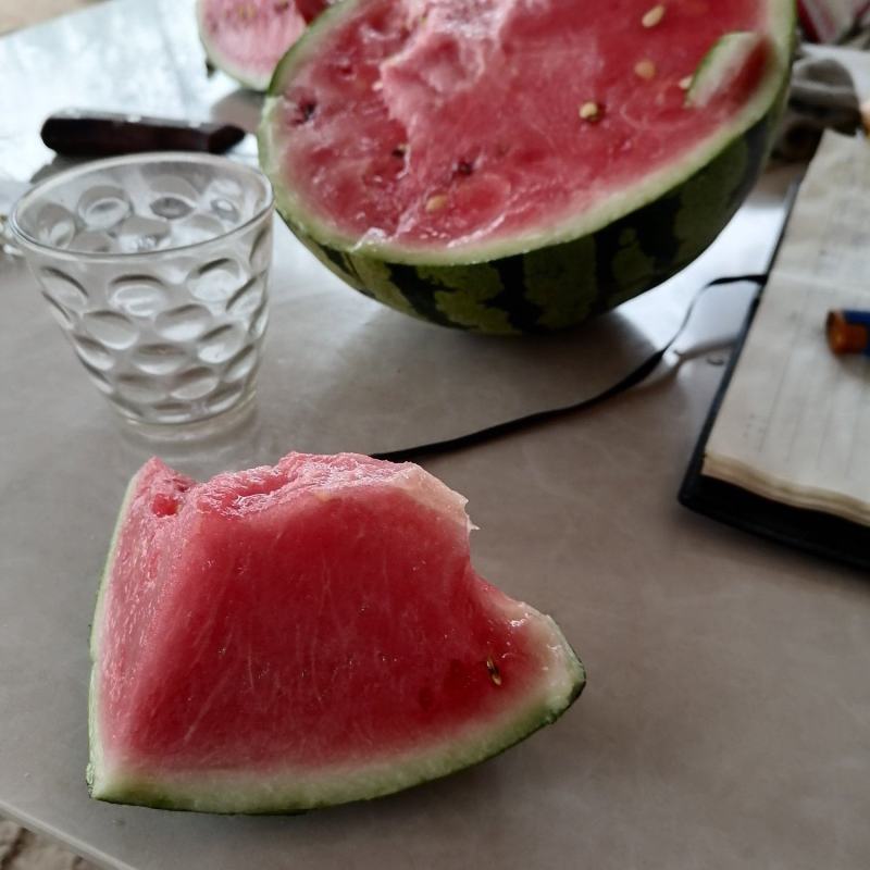 河南小弓棚西瓜上市。。皮毛好。熟度好。精品货