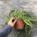 太阳花18cm大盆栽多色组合量大优惠