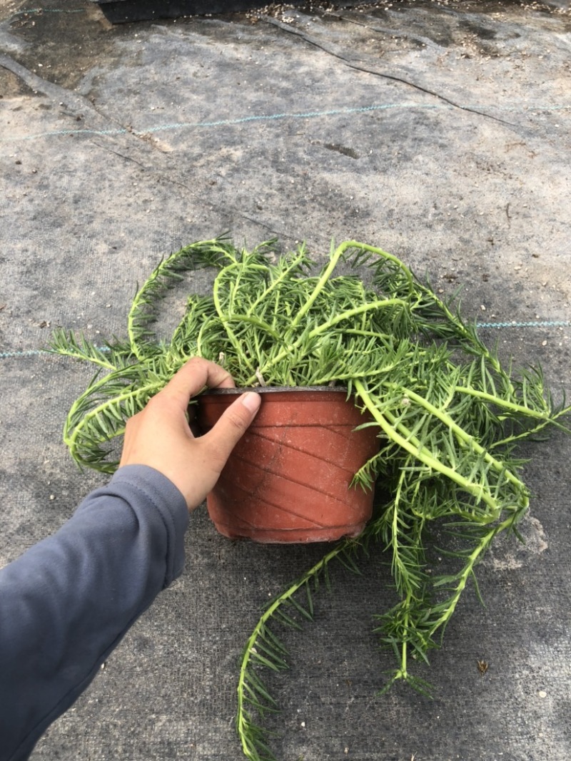 太阳花18cm大盆栽多色组合量大优惠