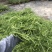 太阳花18cm大盆栽多色组合量大优惠