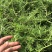 太阳花18cm大盆栽多色组合量大优惠