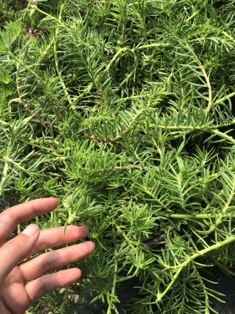 太阳花18cm大盆栽多色组合量大优惠