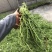 太阳花18cm大盆栽多色组合量大优惠
