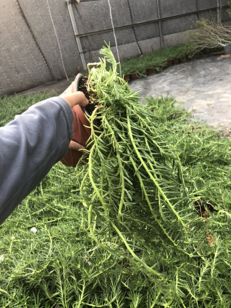 太阳花18cm大盆栽多色组合量大优惠