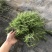 太阳花18cm大盆栽多色组合量大优惠