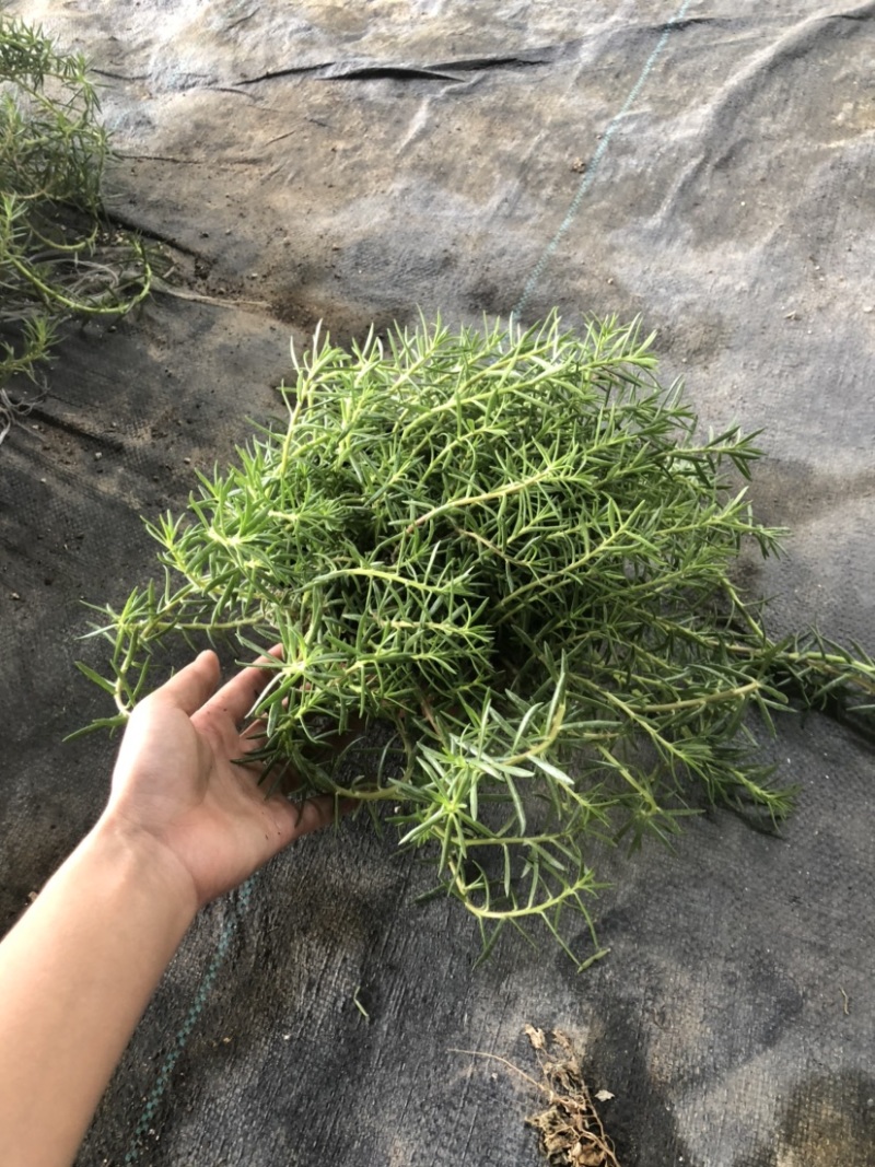太阳花18cm大盆栽多色组合量大优惠