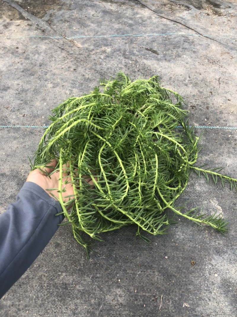 太阳花18cm大盆栽多色组合量大优惠