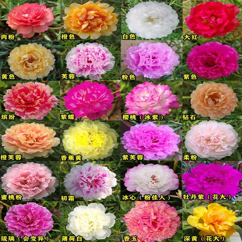 太阳花18cm大盆栽多色组合量大优惠