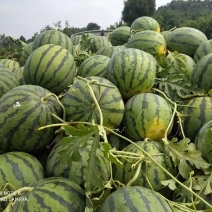 【牛商推荐】优质红蜜802，味道甜，红蜜西瓜欢迎来电