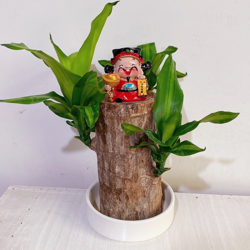 巴西木专用花盆陶瓷盆