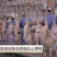 三穗麻鸭，中国四大名鸭之一，散养鸭，活力满满，肉感紧实