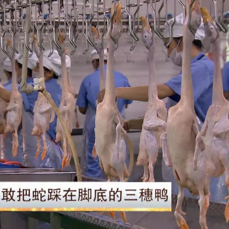 三穗麻鸭，中国四大名鸭之一，散养鸭，活力满满，肉感紧实