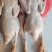 三穗麻鸭，中国四大名鸭之一，散养鸭，活力满满，肉感紧实
