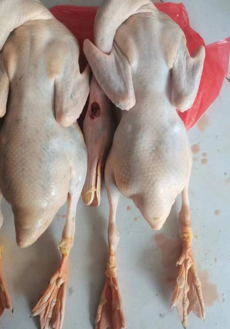 三穗麻鸭，中国四大名鸭之一，散养鸭，活力满满，肉感紧实
