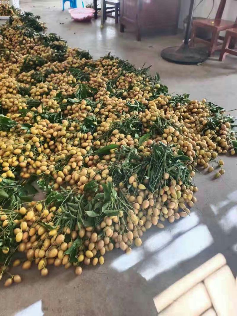 广东省鸡心黄皮现摘现收购产地直供