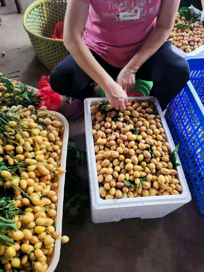 广东省鸡心黄皮现摘现收购产地直供