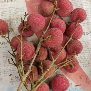 灵山果园货