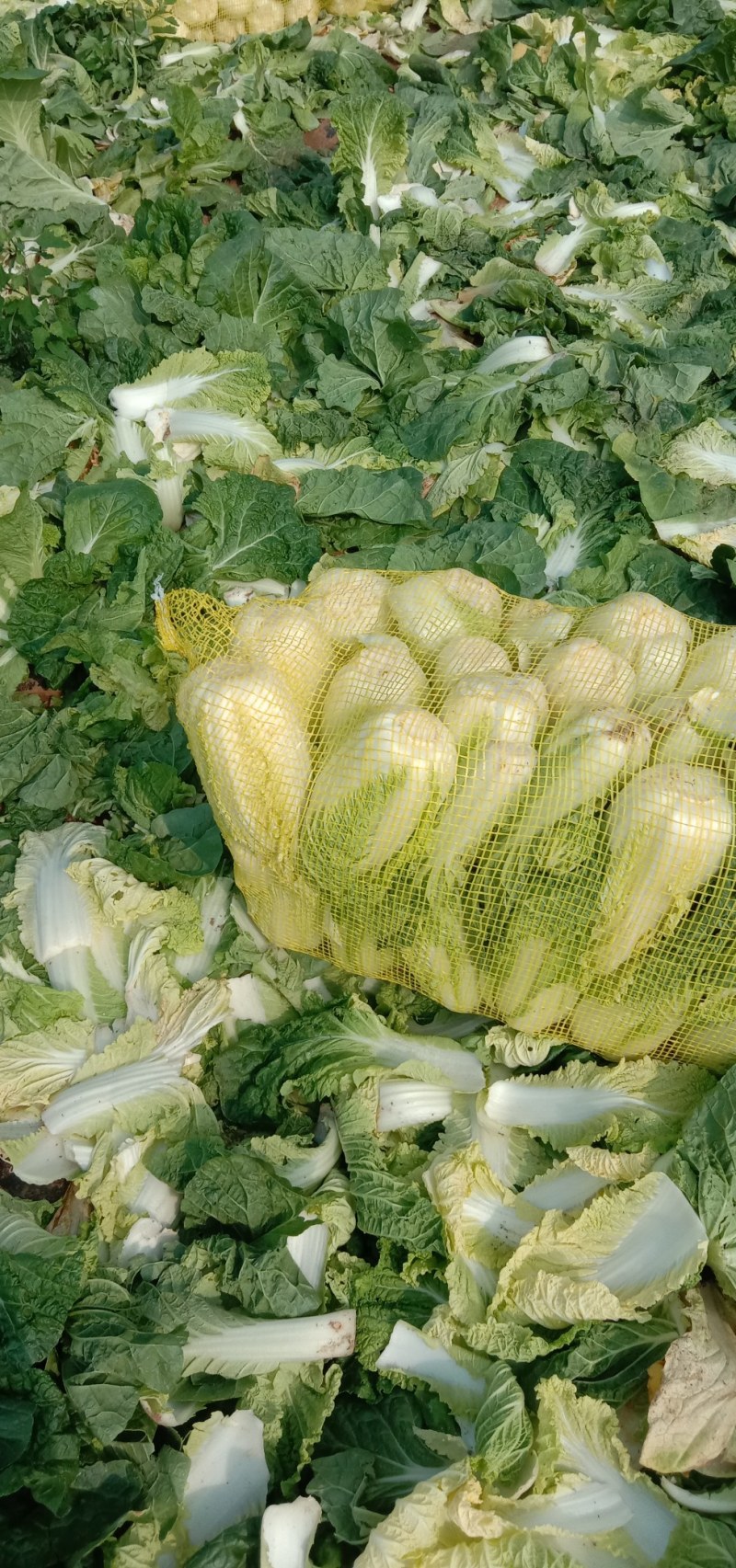 娃娃菜