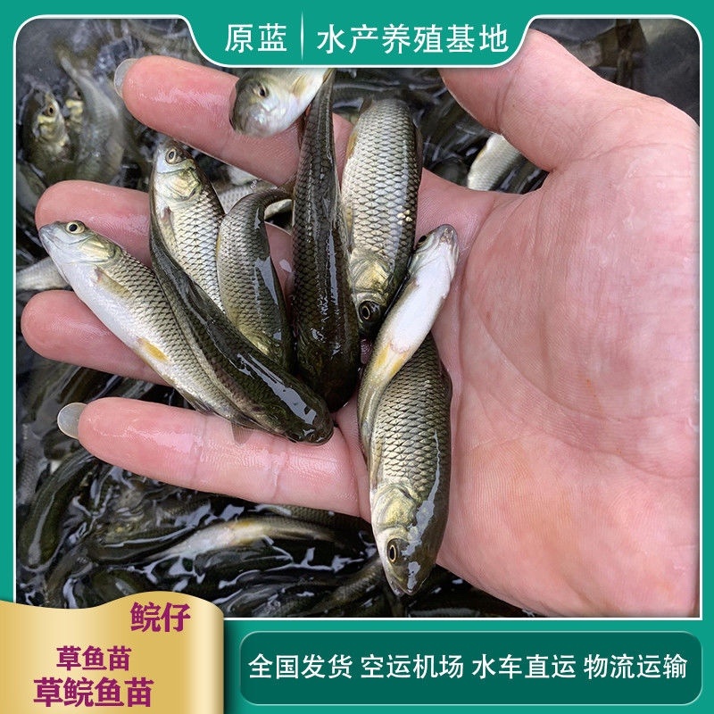 草鱼苗，产地直批，百万现货，已做抗体疫支持全国发货