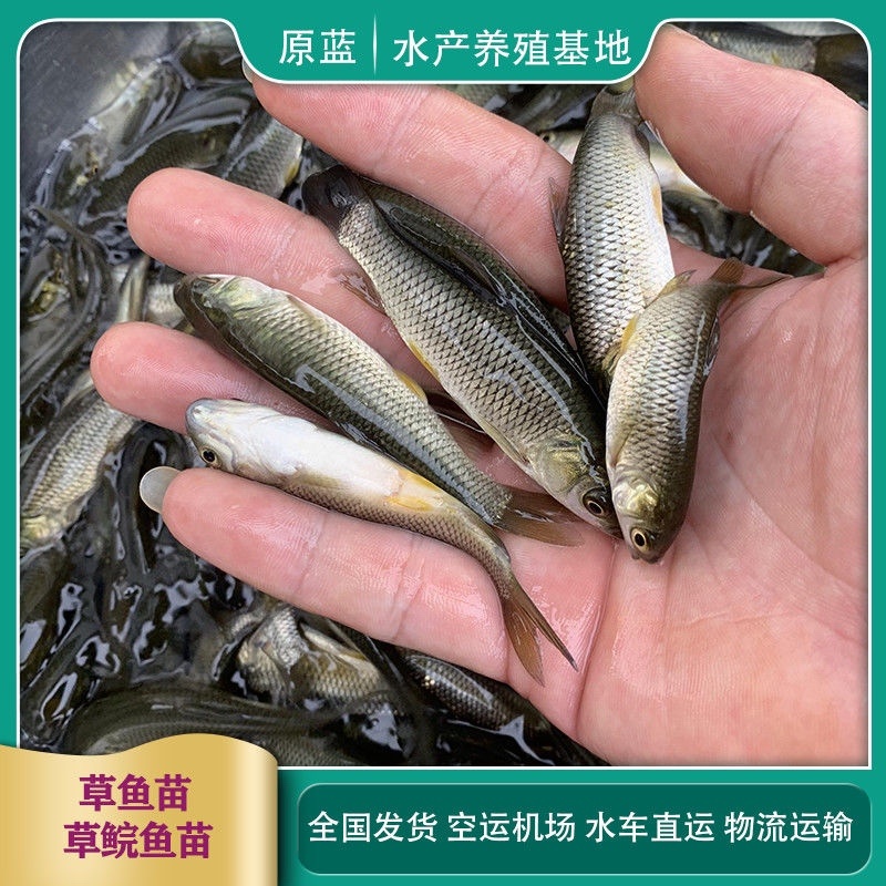 草鱼苗，产地直批，百万现货，已做抗体疫支持全国发货