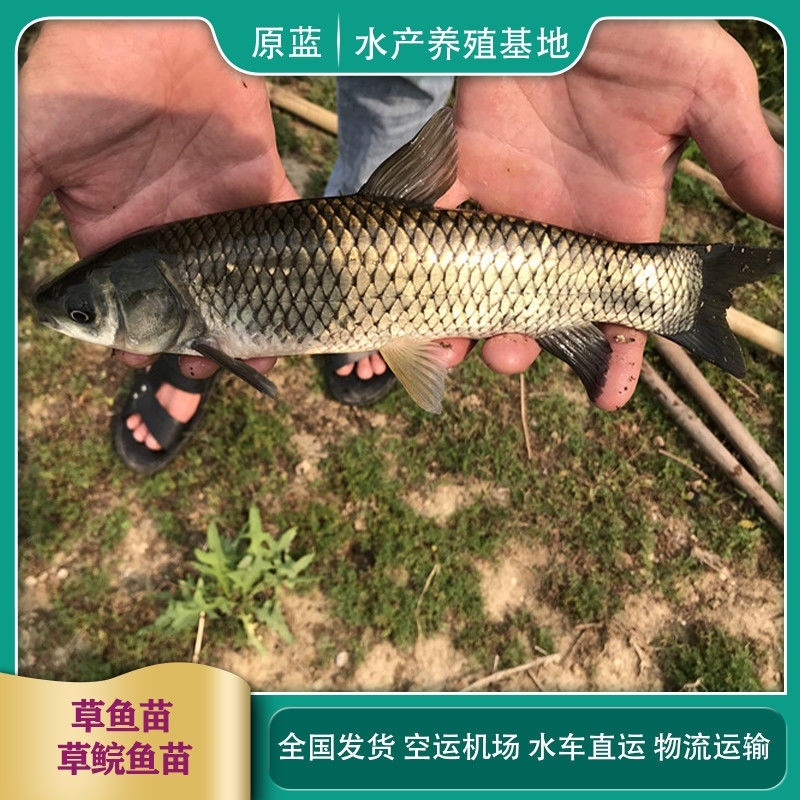 草鱼苗，产地直批，百万现货，已做抗体疫支持全国发货