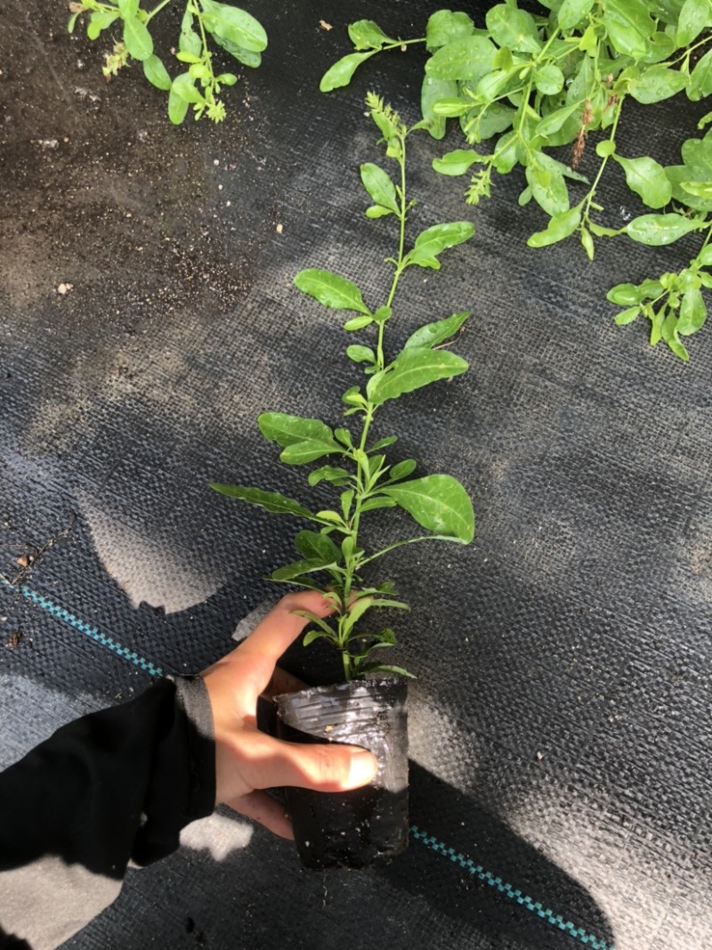 蓝雪花12cm盆栽批发零售可以一件代发