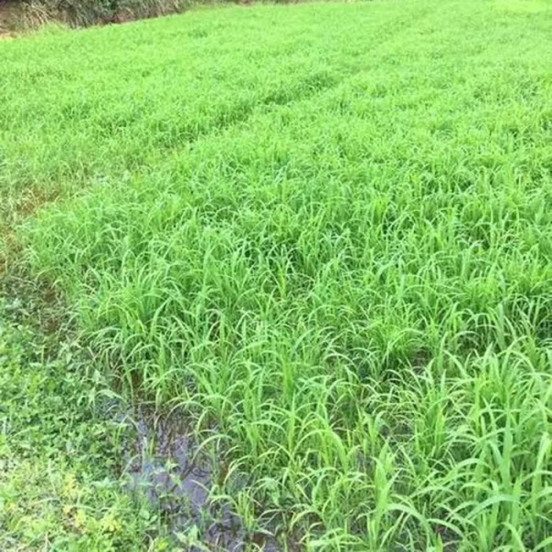 小米草种子，养殖专用水草种籽鱼虾蟹牧草种子雀叶稗牧草种子