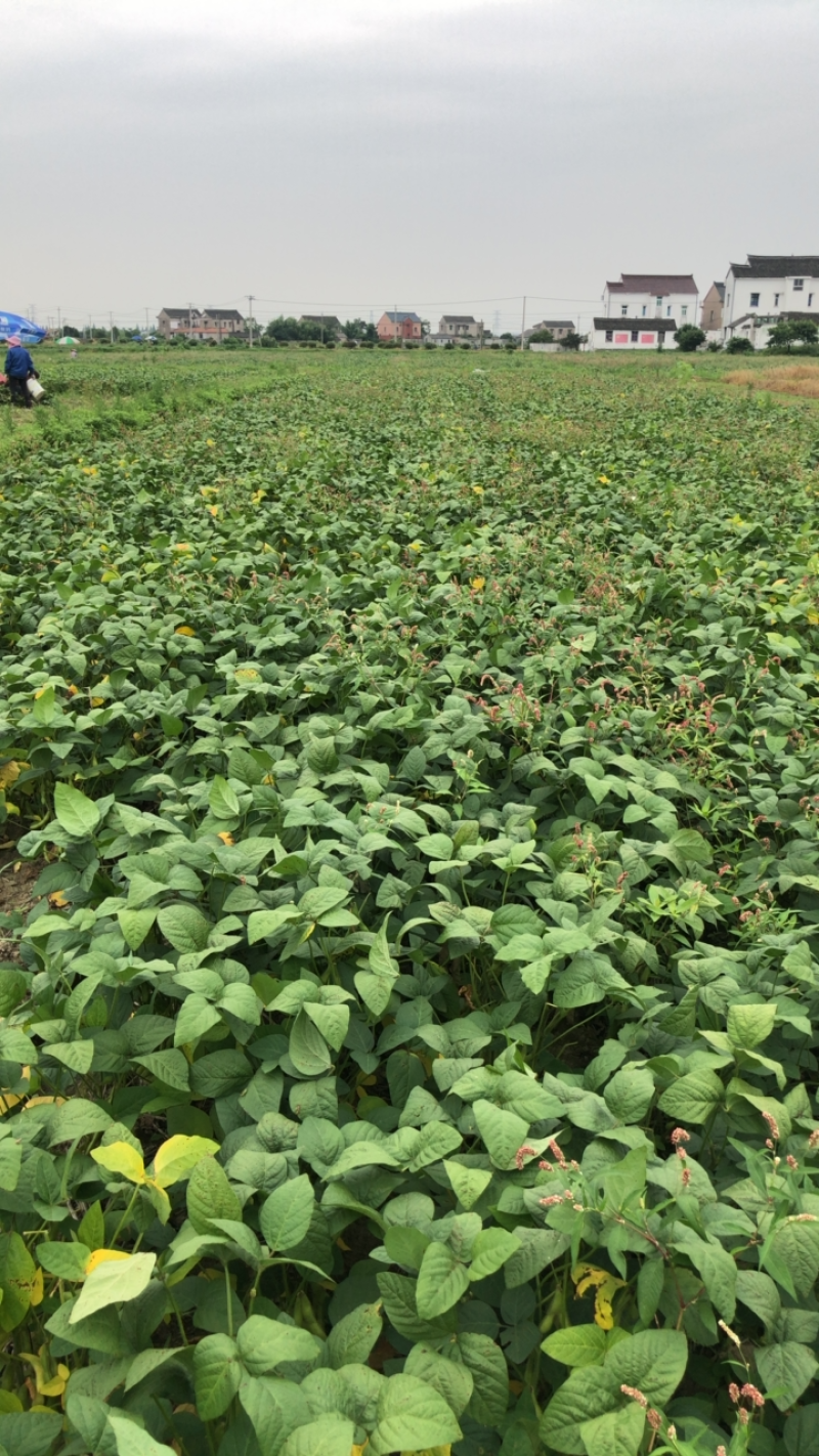 浙农6号大毛豆开始上市，板型大，详情可联系
