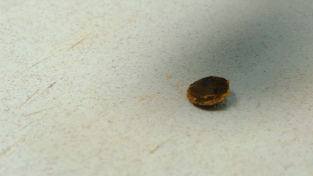 吊干杏性味适配体质可视化图表:以中医九种体质分类为基准,突出显示其对阳虚、气虚体质的温补优势,及对阴虚、湿热体质的不适宜性,辅助消费者精准食养决策 吊干杏与中医体质对照图示:左侧列四种体质(阳虚、气虚、阴虚、湿热),右侧用温度计图标直观标注吊干杏对各体质的影响程度(阳虚:↑↑↑;气虚:↑↑;阴虚:↓↓;湿热:↓↓↓)