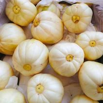 山西忻州沙地香瓜大量上市了香瓜0.5斤以上